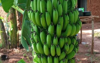 Fresh Cavendish Bananas