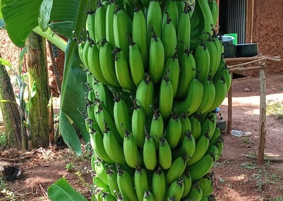 Fresh Cavendish Bananas