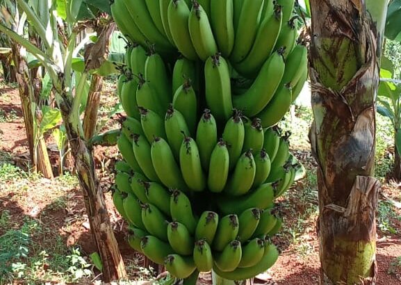 Fresh Cavendish Bananas