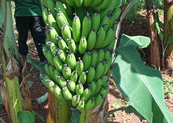 Fresh Cavendish Bananas