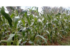 Maize for sillage