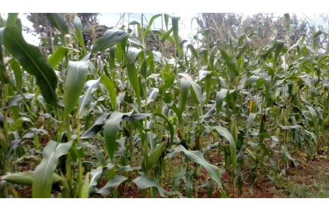 Maize for sillage