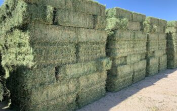 Buy 26 Tonne of Alfalfa Hay