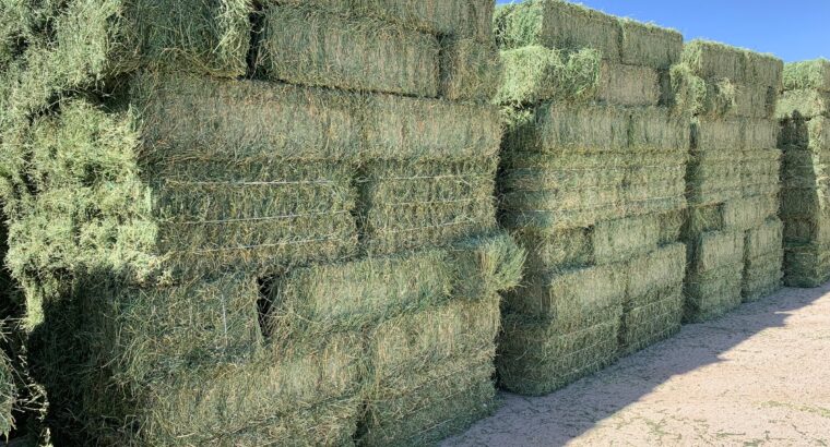 Buy 26 Tonne of Alfalfa Hay