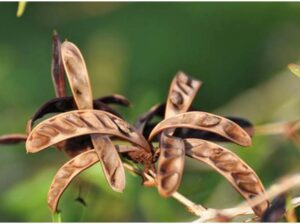 CALLIANDRA SEEDS