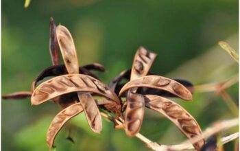 CALLIANDRA SEEDS