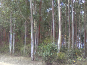 Eucalyptus trees