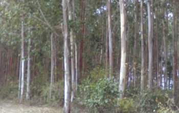 Eucalyptus trees