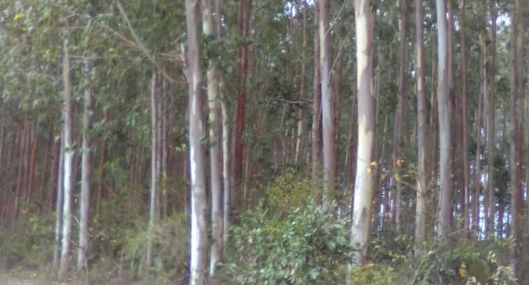 Eucalyptus trees