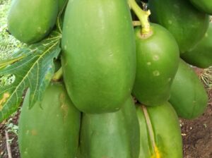 Calina Dwarf Papaya