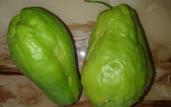 Chayote for sale