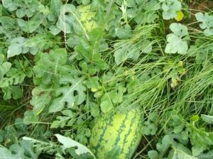 Ready water melons