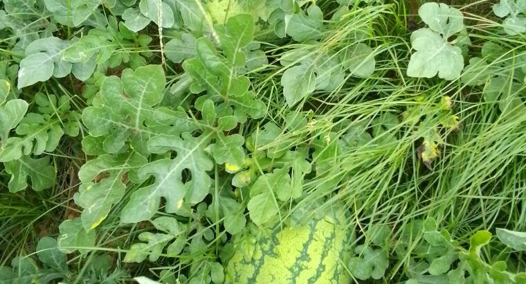 Ready water melons