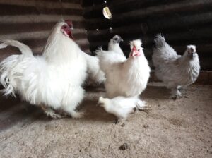 Silkie, polish bantams