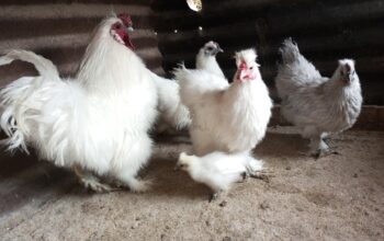 Silkie, polish bantams