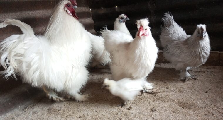 Silkie, polish bantams