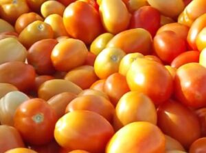 TOMATOES ON SALE