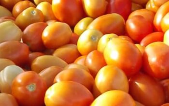 TOMATOES ON SALE