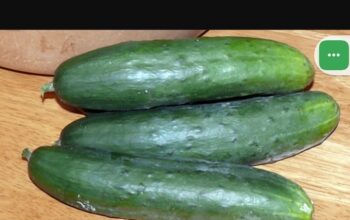 Selling cucumbers