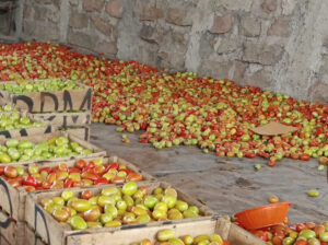 Organic Tomato