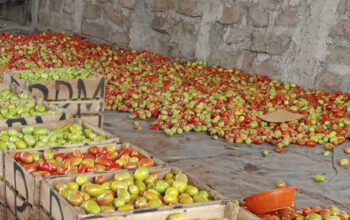 Organic Tomato