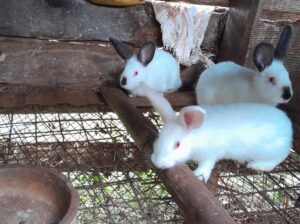 4 months old Rabbits