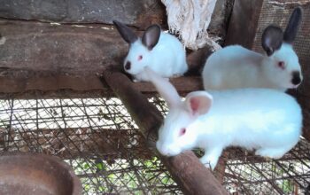 4 months old Rabbits