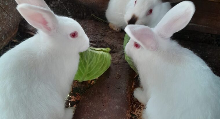 4 months old Rabbits