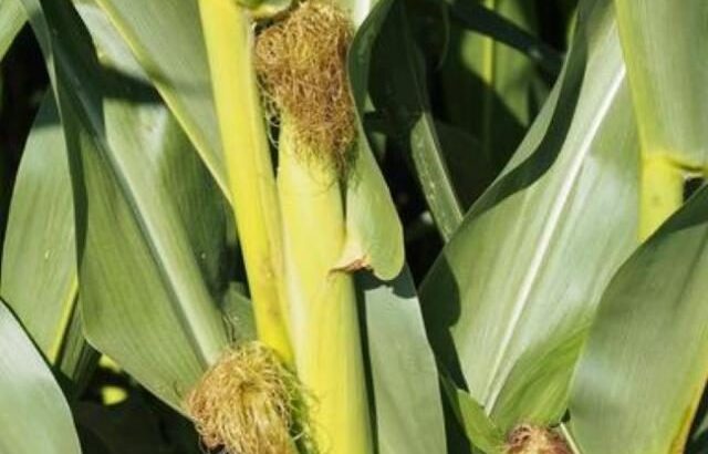 Maize for sillage