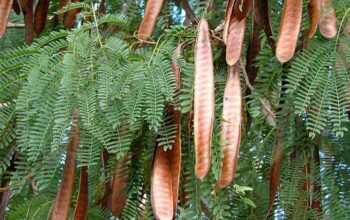 LEUCAENA SEEDS