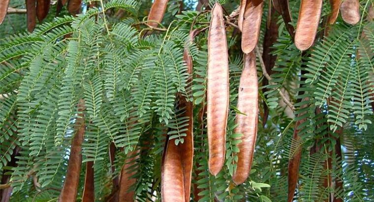 LEUCAENA SEEDS