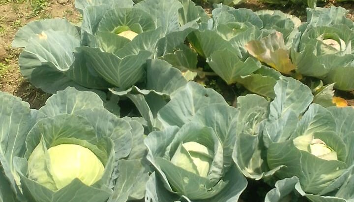 Fresh and healthy cabbage for