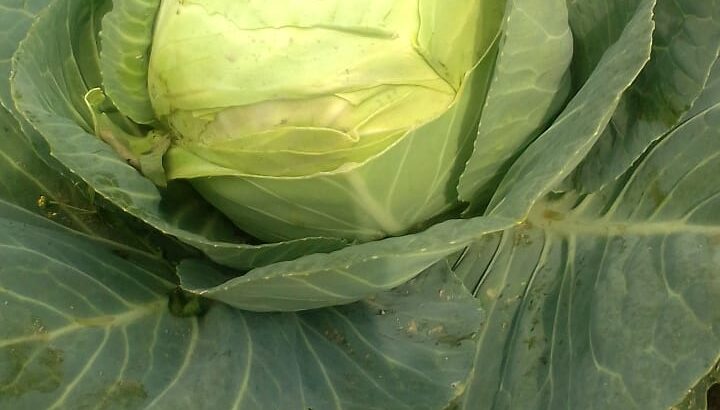 Fresh and healthy cabbage for