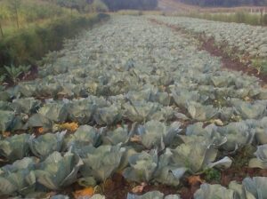 Fresh and healthy cabbage for