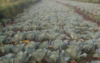 Fresh and healthy cabbage for