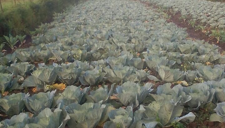 Fresh and healthy cabbage for