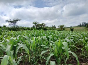 Full corn Silage for sale