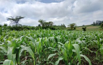 Full corn Silage for sale