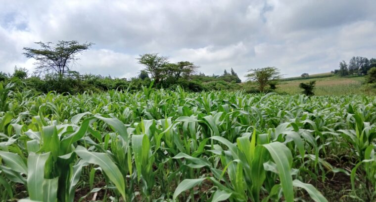 Full corn Silage for sale