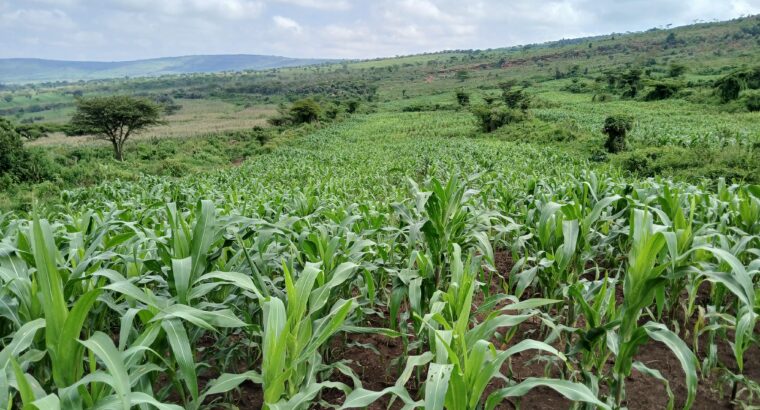 Full corn Silage for sale