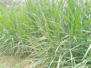 Silage Napier Grass for sale