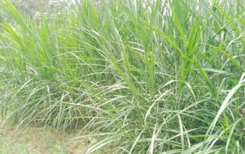 Silage Napier Grass for sale