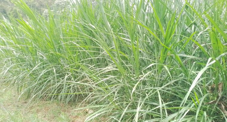 Silage Napier Grass for sale