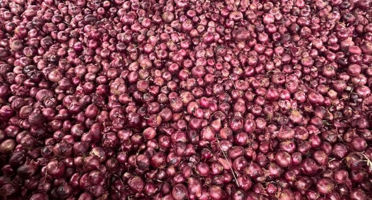 Fresh red neptune onions