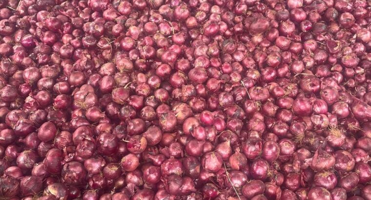 Fresh red neptune onions