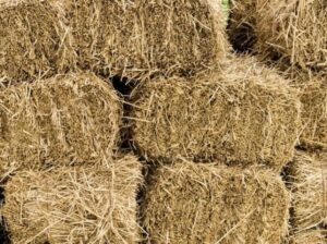 Boma Rhodes Hay For Sale