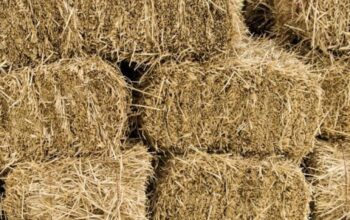 Boma Rhodes Hay For Sale