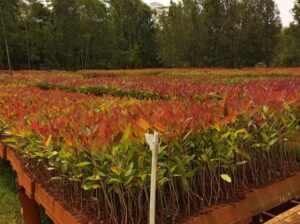 Eucalyptus hybrid clones