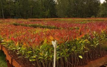 Eucalyptus hybrid clones