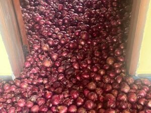 Fresh red neptune onions